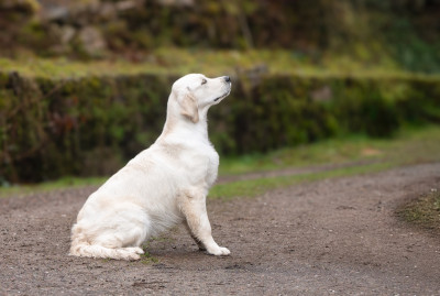 Étalon Golden Retriever - A FIRST IMPRESSION des plaines des Bruyères