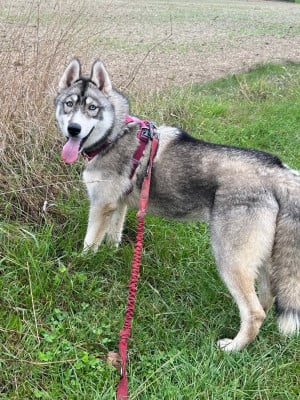 Étalon Siberian Husky - Ani Moose De La Fleur De Lys De La Ternoise