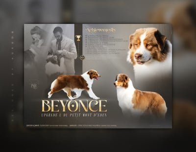 CH. BIS MJCH LW25 Upgrade U « Beyonce » Du Petit Mont D'éden