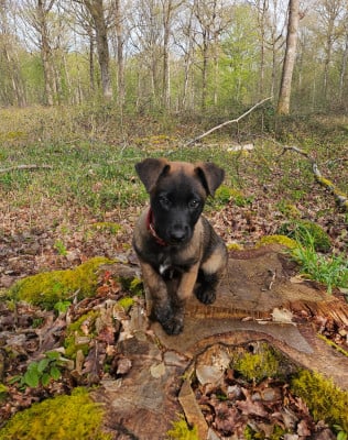 Étalon Berger Belge - B'Arya Des Deux Marronniers