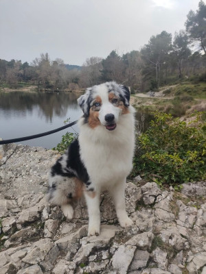 Étalon Berger Australien - Tel père telle fille du Jardin des Heliades