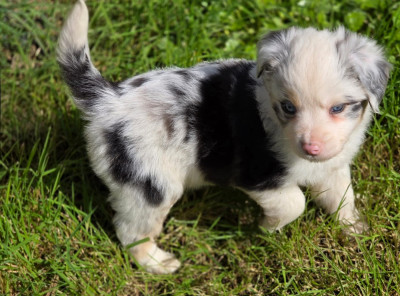 Étalon Berger Américain Miniature - Boubou-Golden-Lady de gens de garonne