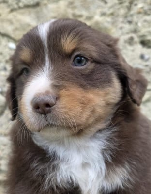 Étalon Berger Américain Miniature - Baxter-Golden-Lady de gens de garonne