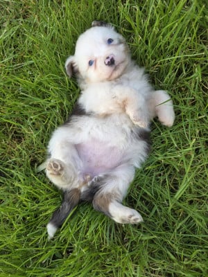 Étalon Berger Américain Miniature - Biscotte-Golden-Lady de gens de garonne