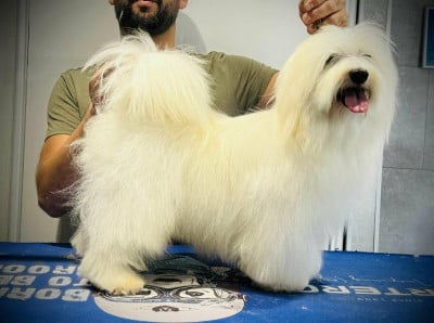Étalon Coton de Tulear - Ubiwan du mont de la chenaie