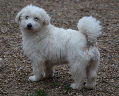 Ulza du mont de la chenaie