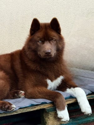 Étalon Siberian Husky - Autumn legend dream de la valse enneigée