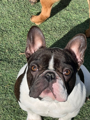 Étalon Bouledogue français - Vanille des perles d'Aphrodite