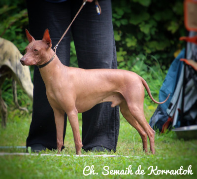 Étalon Chien nu du Perou - CH. Semaih De korrantoh