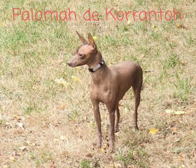 Étalon Chien nu du Perou - CH. Palomah De korrantoh