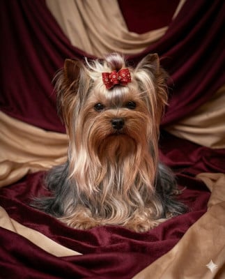 Vegas Du domaine of happy days