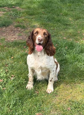 Étalon English Springer Spaniel - Sunset D'hell Tacotac