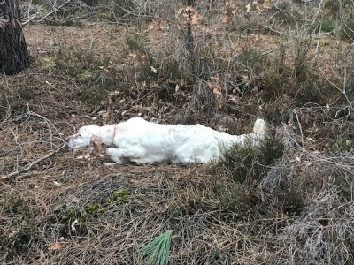 Étalon Setter Anglais - CH. stella Du Val D'albret
