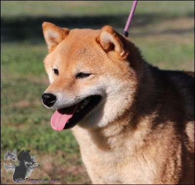 U'neige du temple de jade