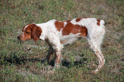 Étalon Epagneul Breton - VANOISE des sous Bois de Laguinie