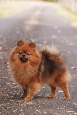 Tacoyaki Pom Du Domaine Du Prieure De Cayac