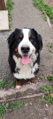 Étalon Bouvier Bernois - Vénus des Légendes Ligériennes
