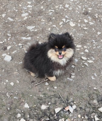 Étalon Spitz allemand - Albertine Des Merveilles De La Nature