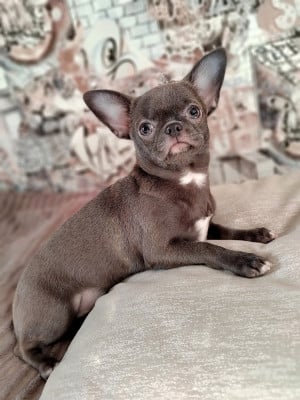 Étalon Chihuahua - Vesta (Sans Affixe)