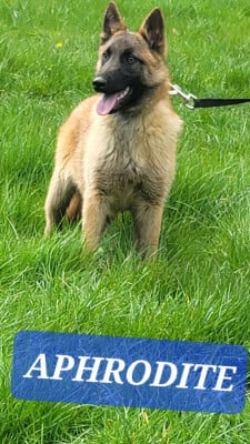 Étalon Berger Belge - APHRODITE Du domaine de maryanne