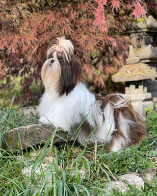 Étalon Shih Tzu - Mandarin Garden's Vanity Fair