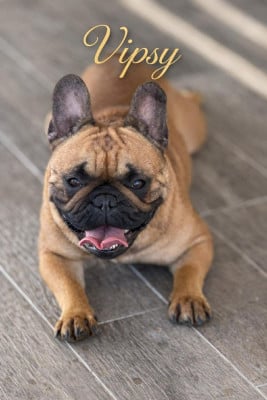 Étalon Bouledogue français - vipsy tokai des terre de groie