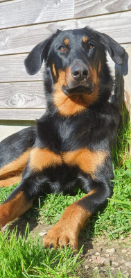 Étalon Berger de Beauce - Ashka An Ael Des Feux Du Roc'h