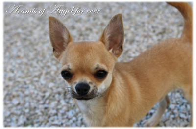 Étalon Chihuahua - Aramis Of Angel For Ever