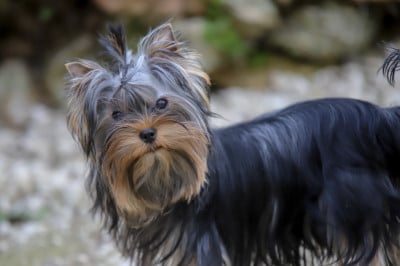 Étalon Yorkshire Terrier - Akarinalova Bree Du Rêve De Calineka