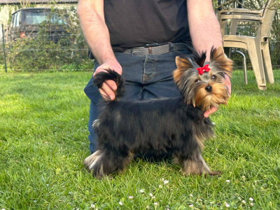 Étalon Yorkshire Terrier - Let's Go Baby America First