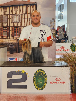 Étalon Yorkshire Terrier - CH. Let's Go Baby True Love