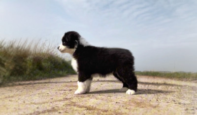 Étalon Berger Australien - Bomb Twerk Please Aux Mille éclats D'Aphrodite