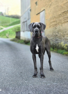 image de Vvinifred Sand Morrighan de la Guilde des Nephilims