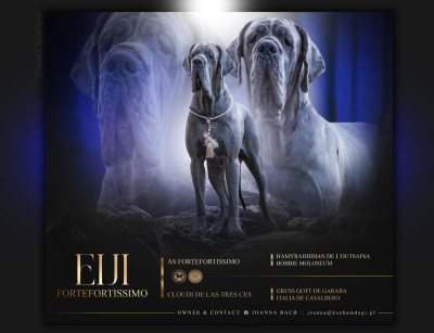 image de Eiji Fortefortissimo