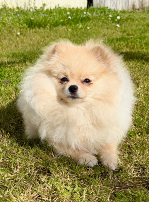 Étalon Spitz allemand - Diamond Ellysweet iz zolotogo sunduchka