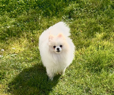 Étalon Spitz allemand - Glamour diamond Shaïlysweet iz zolotogo sunduchka