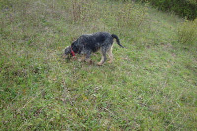 Étalon Griffon bleu de Gascogne - Altesse de la mouline