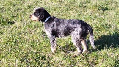 Étalon Griffon bleu de Gascogne - Amiral de la mouline