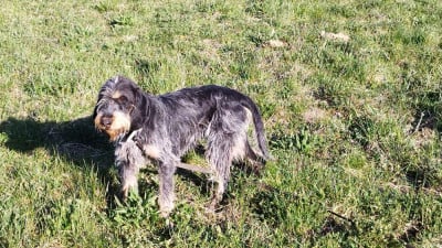 Étalon Griffon bleu de Gascogne - Alpine de la mouline