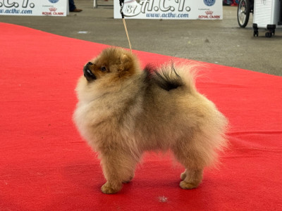 Étalon Spitz allemand - One Pom A Time Alicante