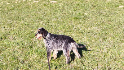 Étalon Griffon bleu de Gascogne - Athéna de la gorge du cap blanc