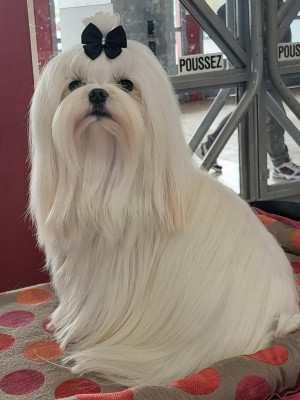 Étalon Bichon maltais - CH. Voulez vous Valentin de L'Adoree Peneloppe