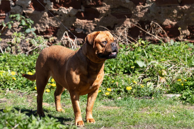 Étalon Dogue de Bordeaux - VAYA De La Commanderie Des Molosses
