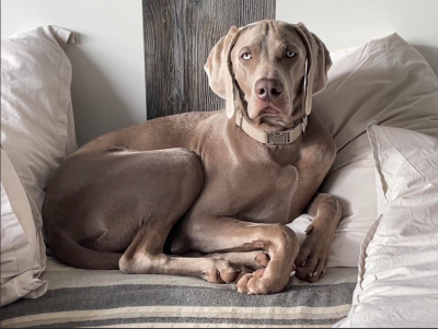 Étalon Braque de Weimar - Shiny Silver Moonlight Apple Grenn