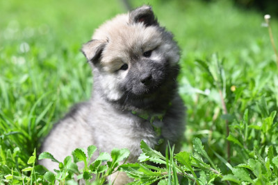 Étalon Eurasier - Baïlo Blue de la vallée du petit pré De La Vallée Du Petit Pré