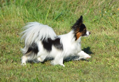Étalon Epagneul nain Continental (Papillon) - Avril des Plaines Du Minervois