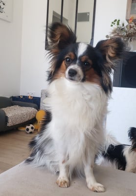 Étalon Epagneul nain Continental (Papillon) - Velcro Du Domaine De Beryl