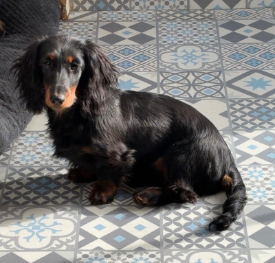 Étalon Teckel poil long - Azumi Des Pinscheboules