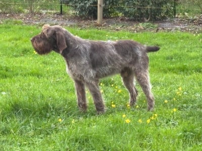 Étalon Griffon d'arrêt à poil dur Korthals - Volt Du Chemin Des Amourettes