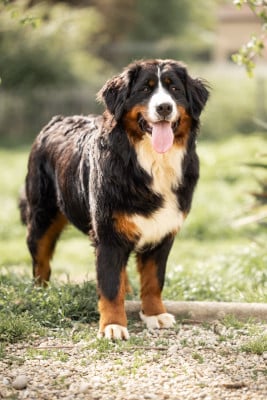 VERY SIMPLE LIFE "Victoire" de la Lumière d'Eden